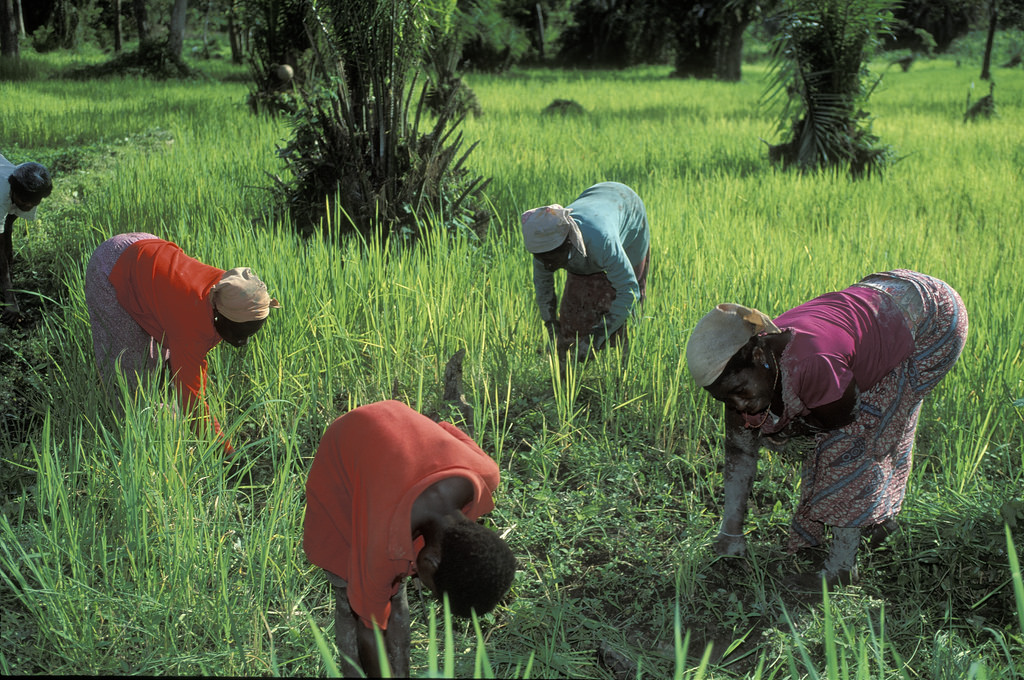 Working in the field. Ghana. Photo Crediti: Curt Carnemark / World Bank